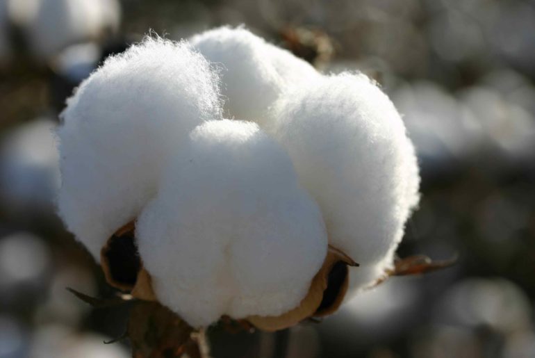 Cotton plant boll