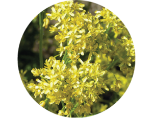 Isatis tinctoria